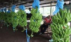 Le Cameroun a exporté 17 258 tonnes de bananes en février 2021